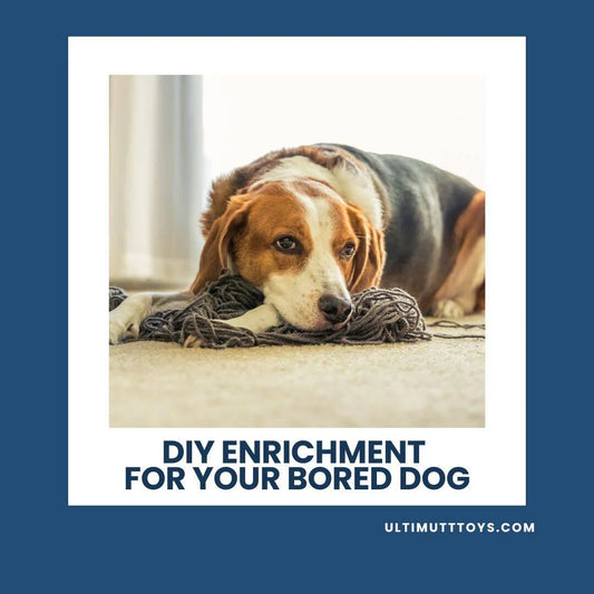 DIY Enrichment: Unleash Your Dog's Inner Explorer