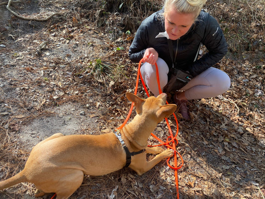 Long Lines for Trainers