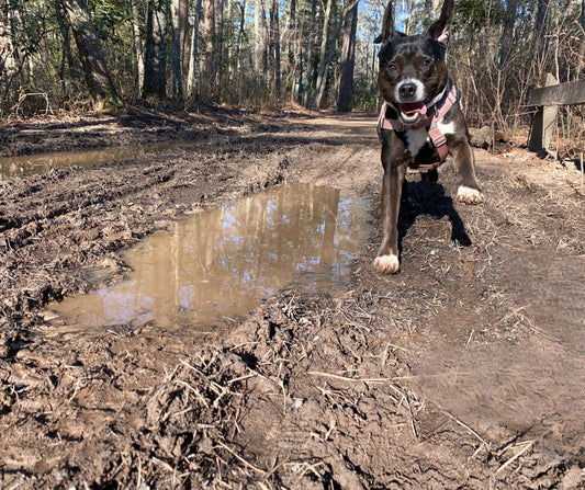 Using a Long Line to Improve Connection With Your Dog