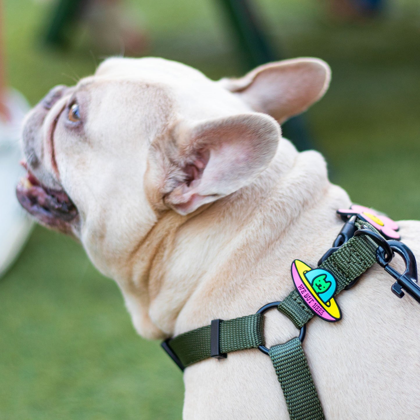 UFO Dog Jiby