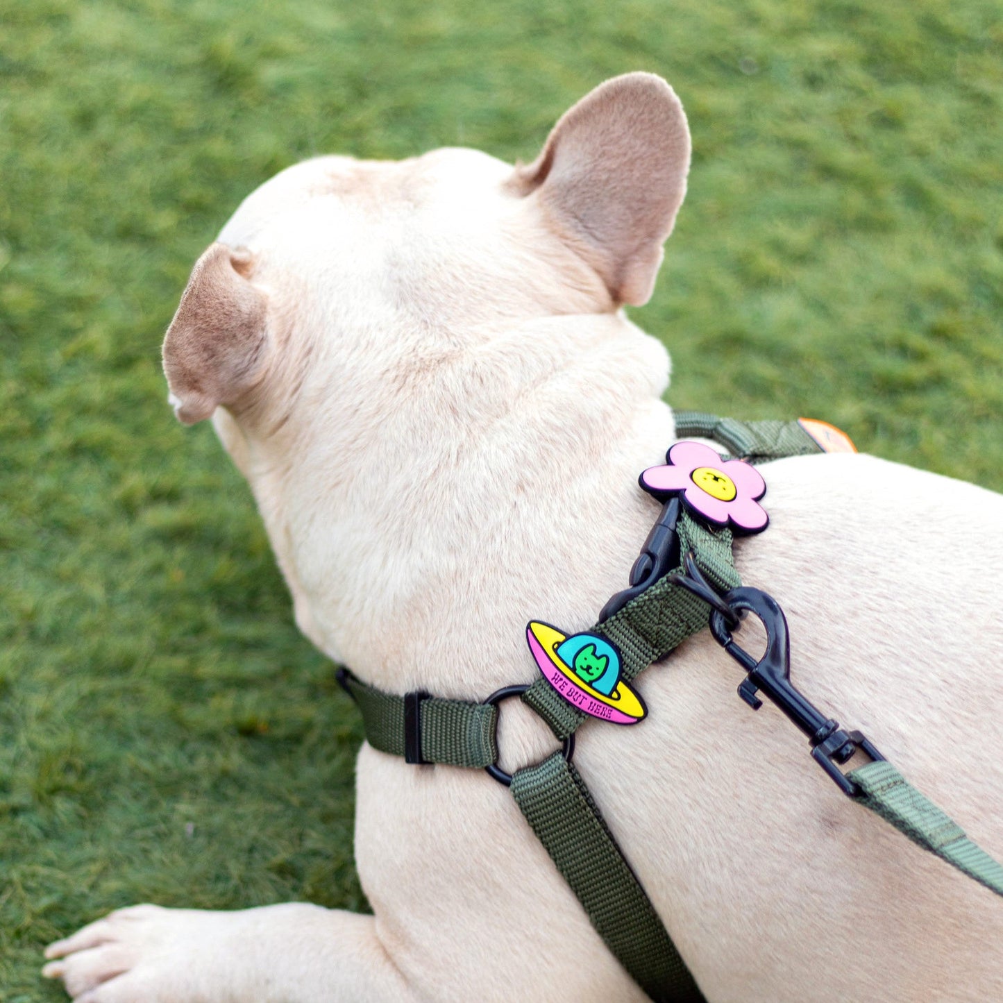 UFO Dog Jiby
