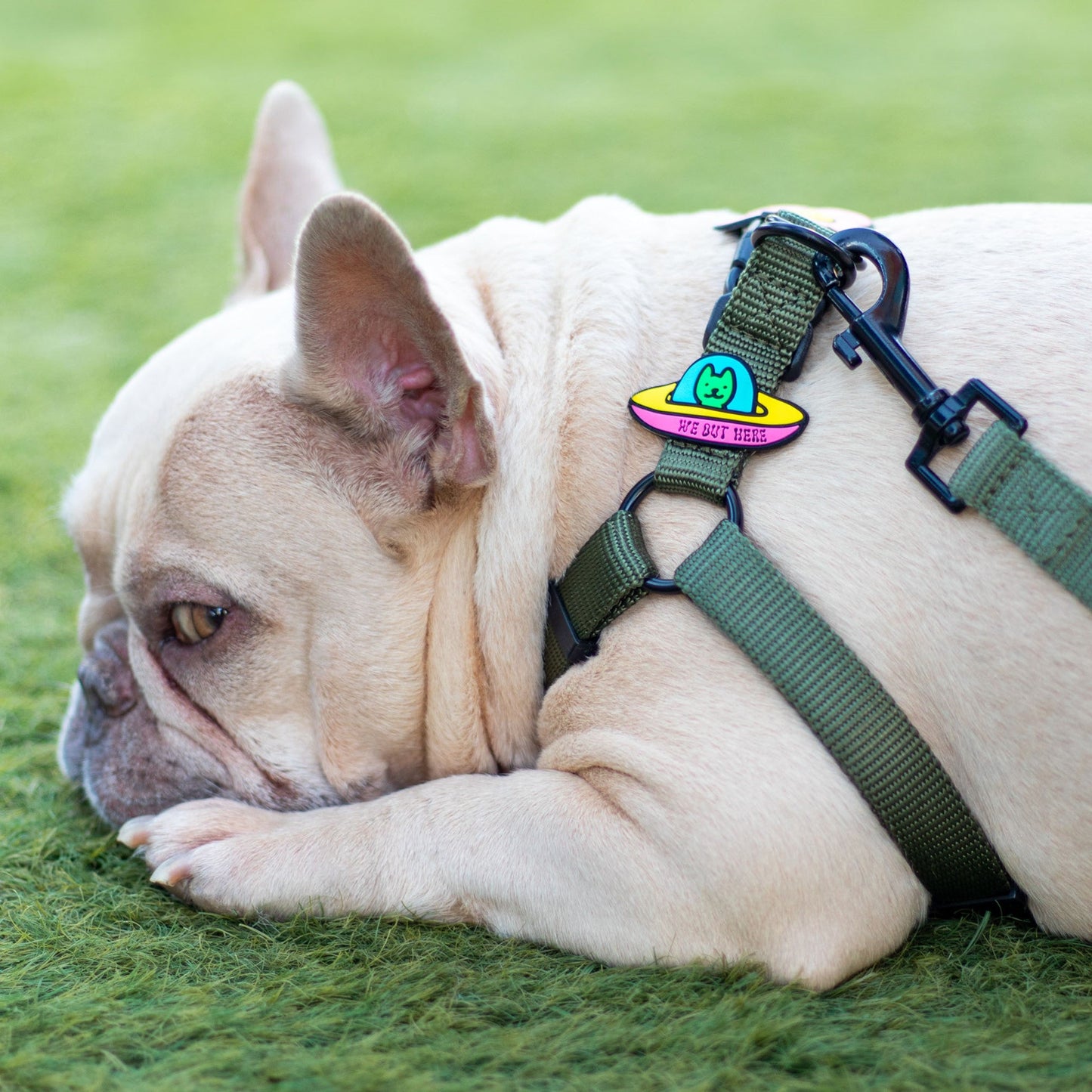 UFO Dog Jiby