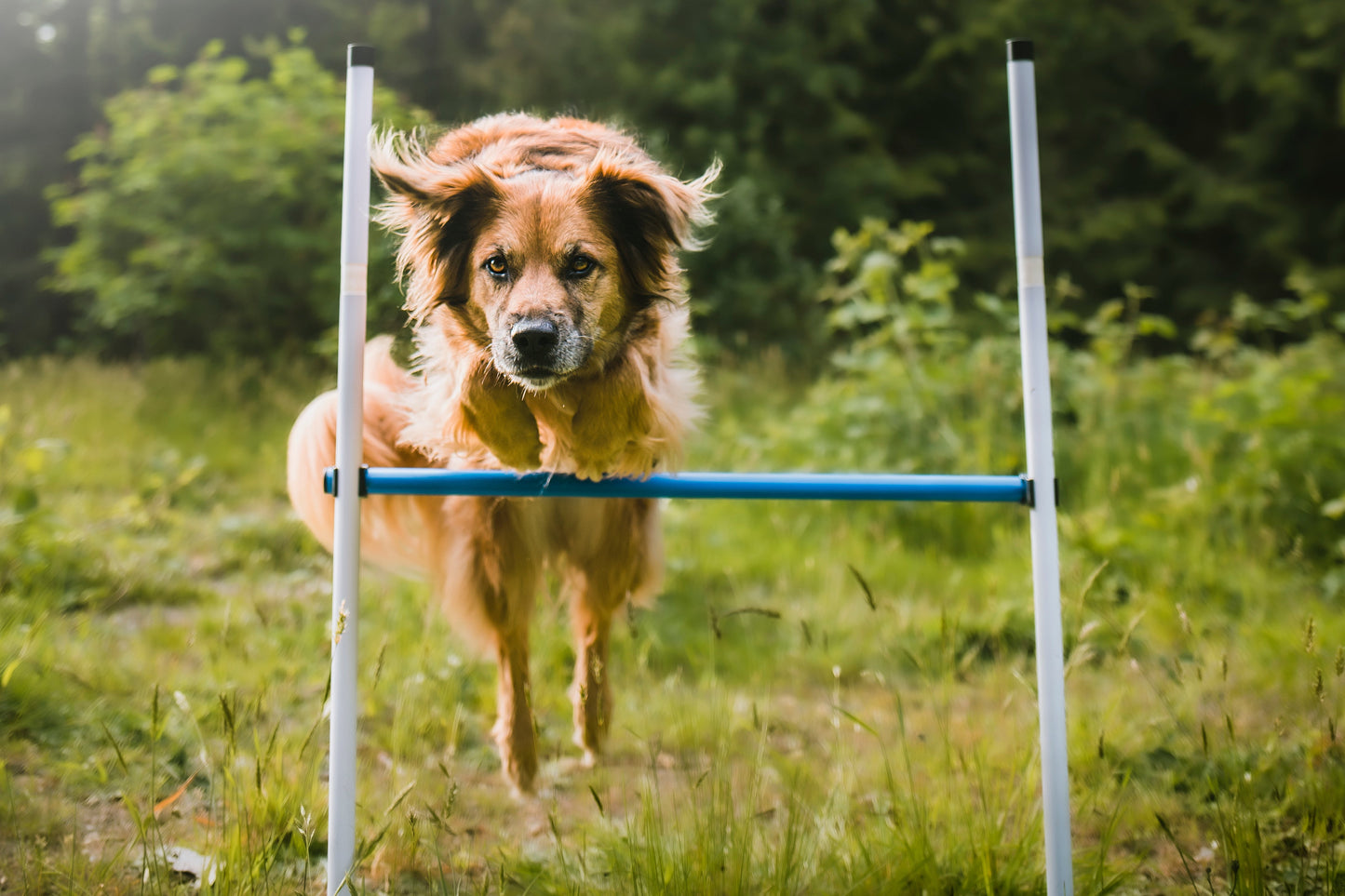 Basic Agility Equipment Set (3 Piece)