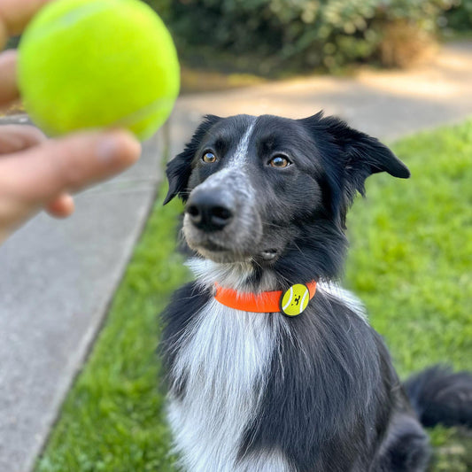 Tennis Ball Dog Jiby
