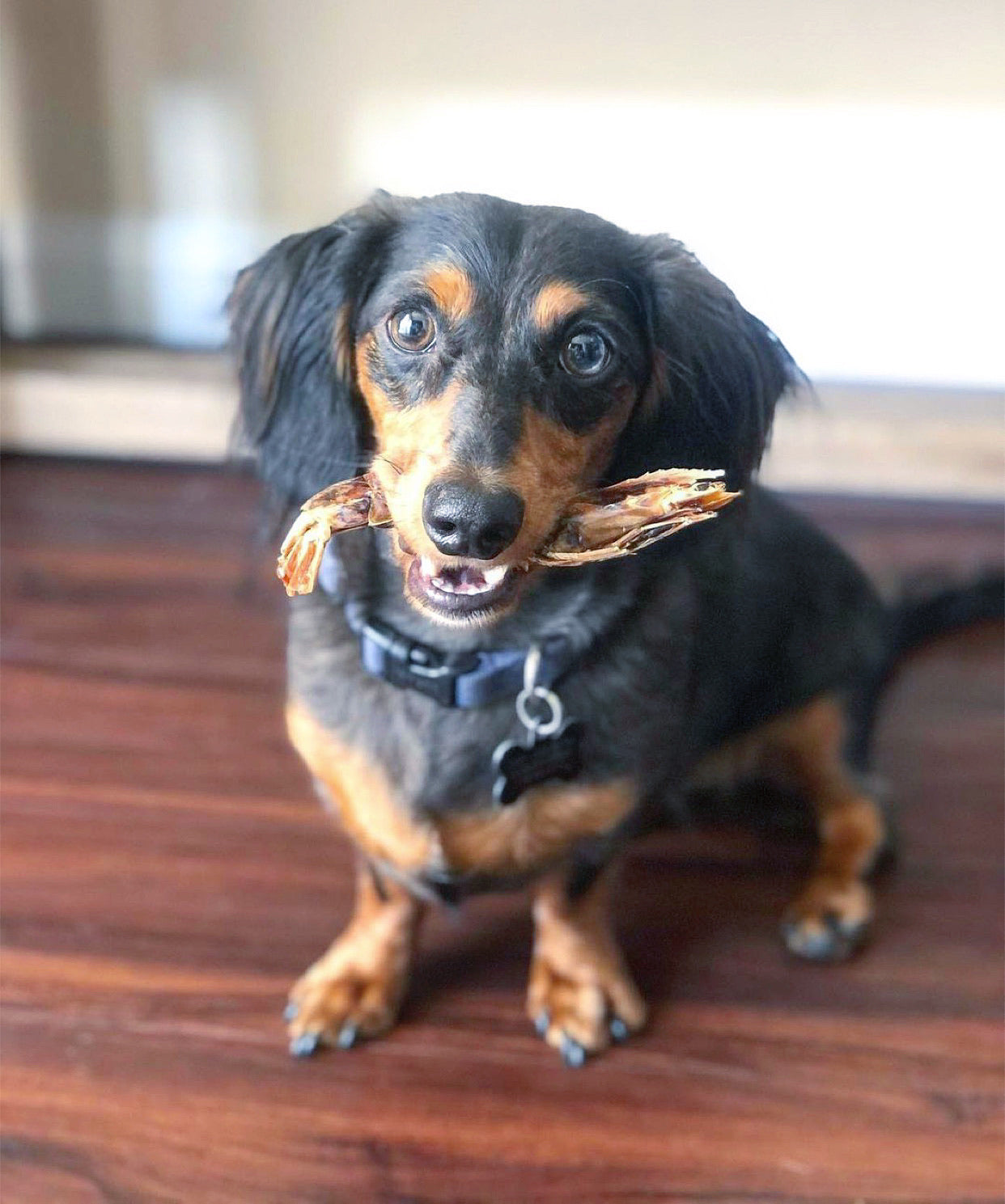 Shrimp (+Freeze Dried Options)
