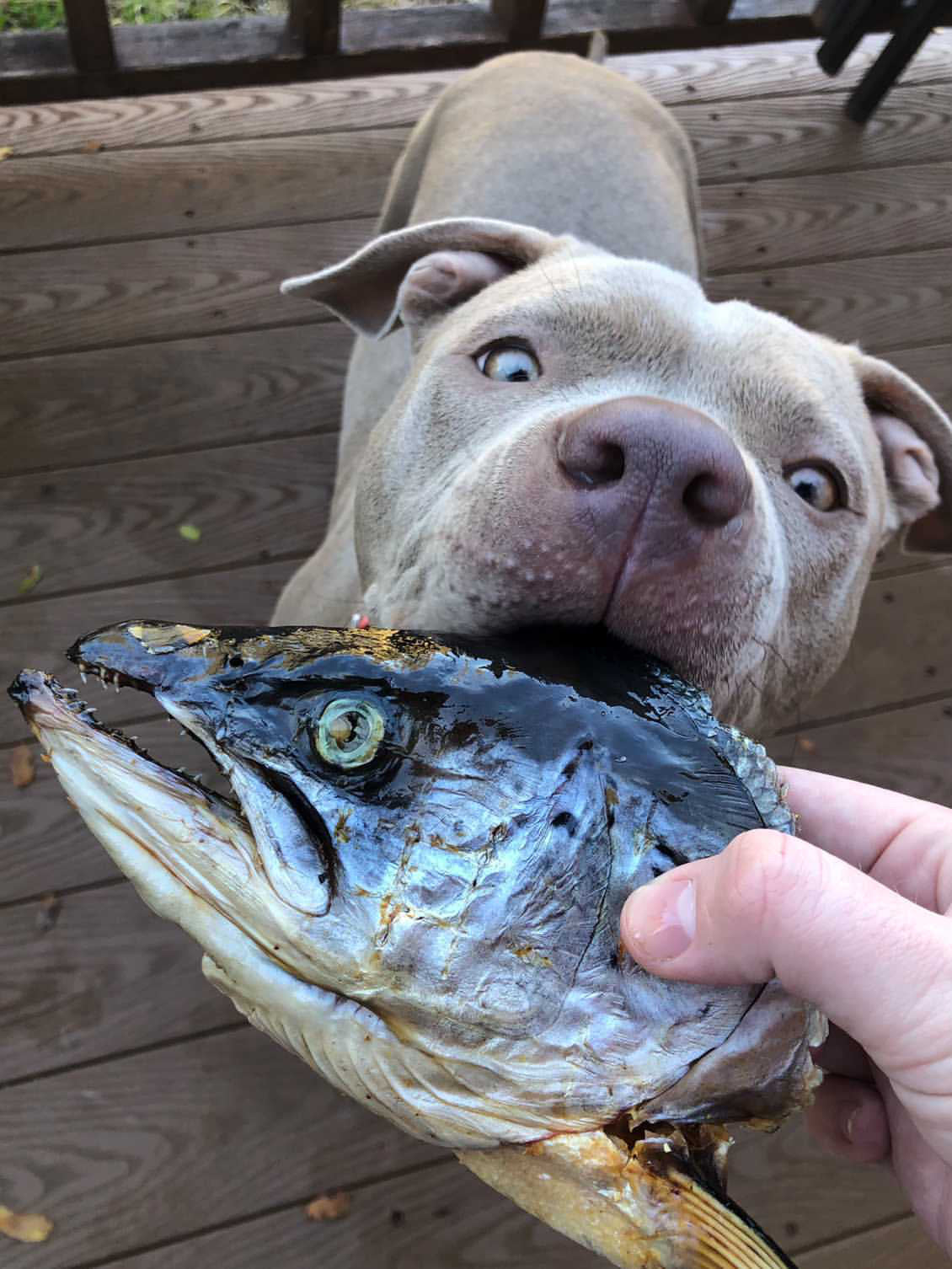 Salmon Head (2 Halves/Farm Raised)