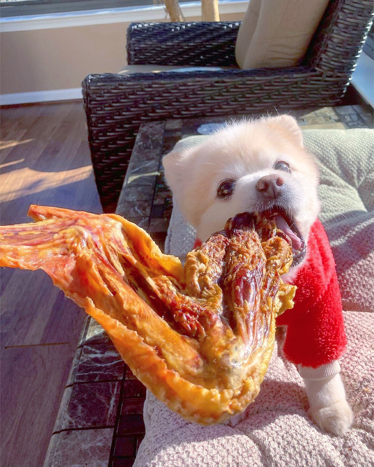 Turkey Wing