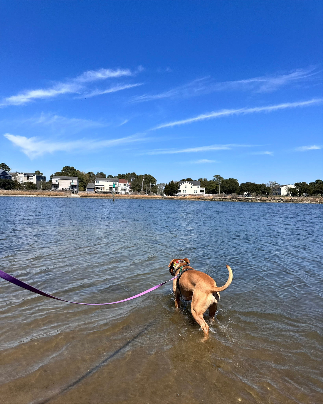 dog in water while human is dry on land because there is a 30 foot long line
