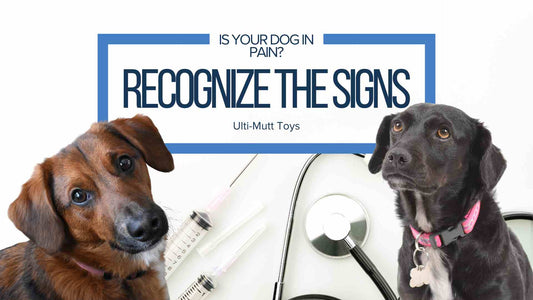 Recognizing the Signs of Pain in Your Pet: A Guide for Concerned Owners