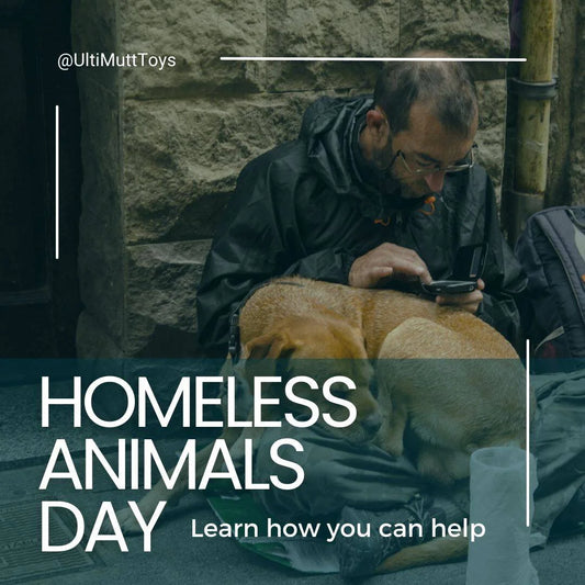 Make a Difference: How You Can Help Homeless Animals