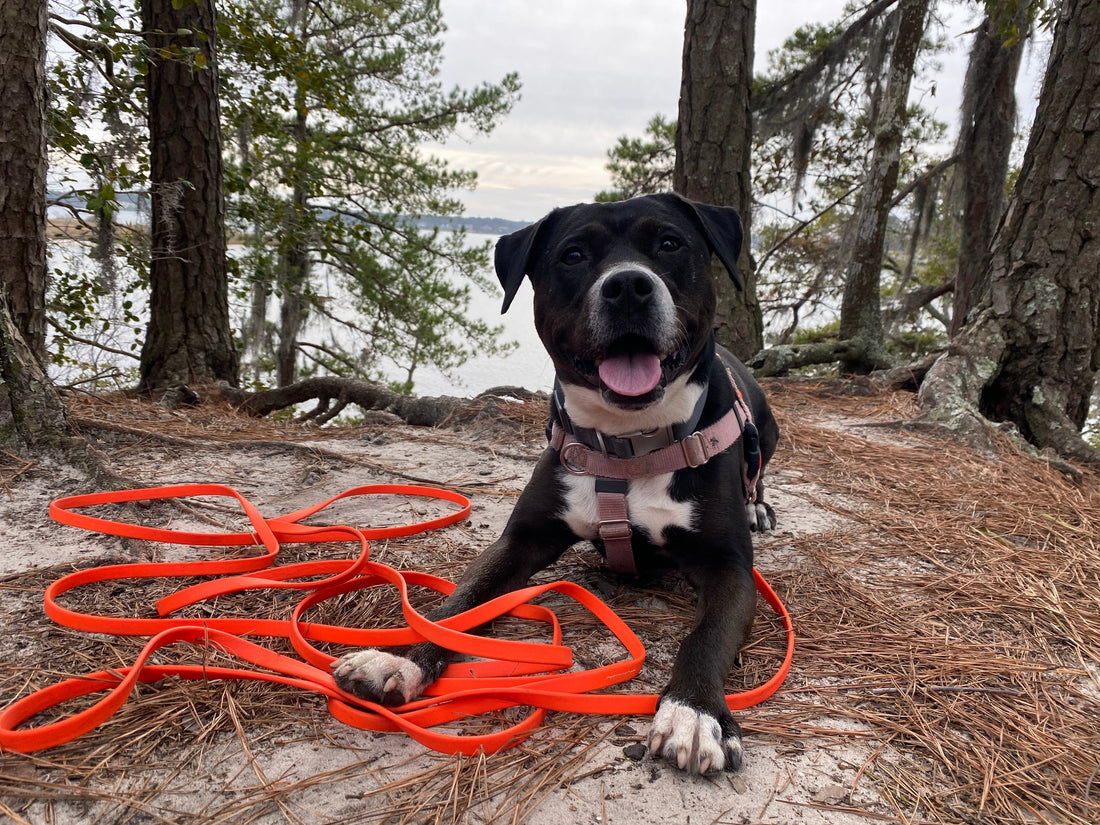 How to Choose the Best Long Line for Your Dog