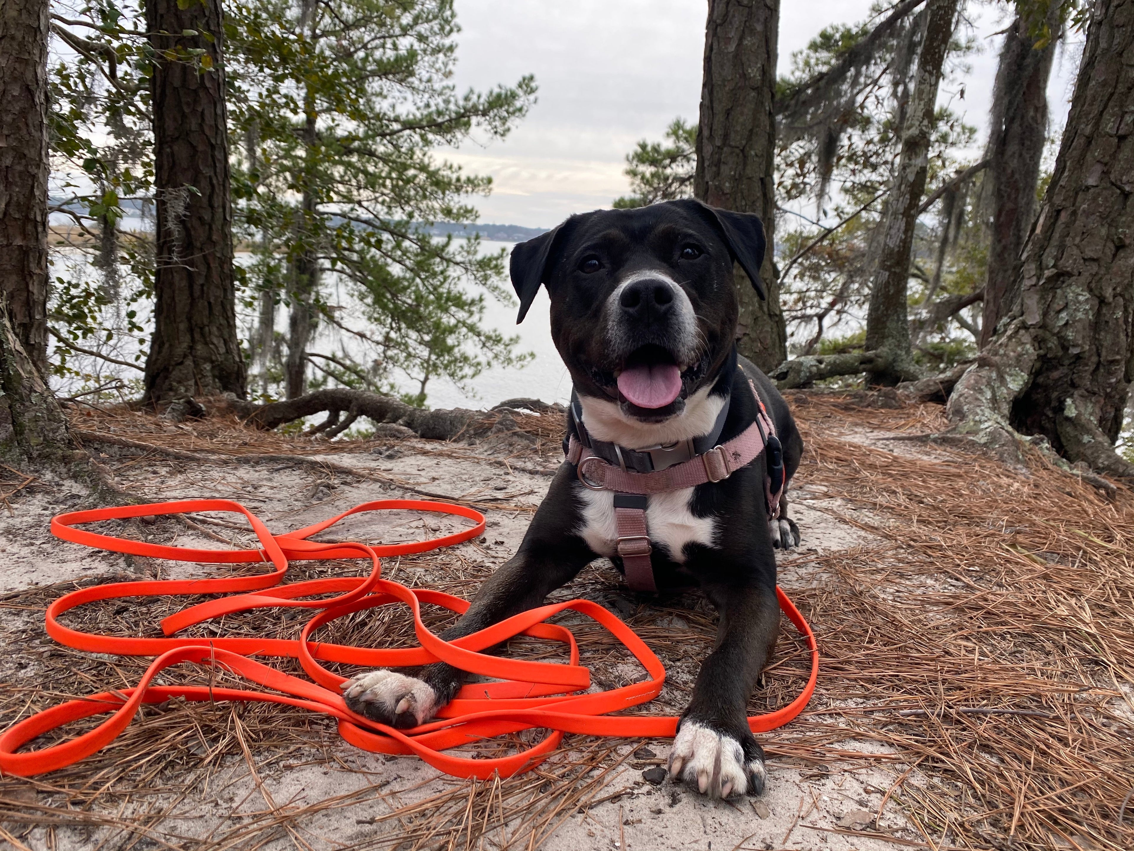 How to Choose the Best Long Line for Your Dog