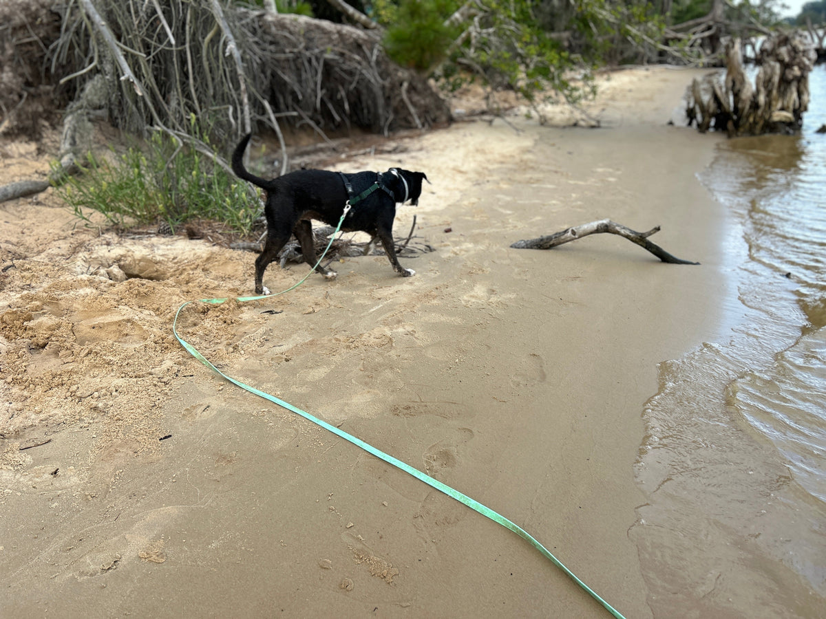 50 foot Biothane long line leash for dog recall training