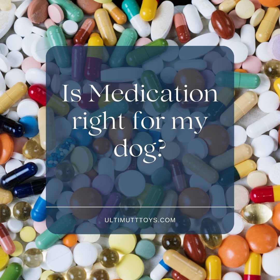Considering Behavior Medications for Your Dog: A Guide - Ulti-Mutt Toys