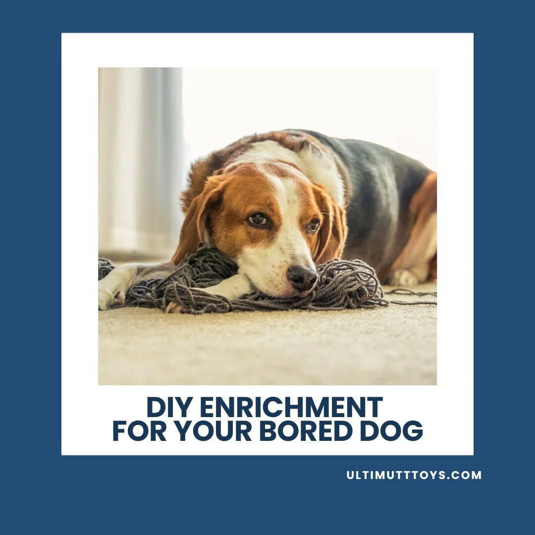 DIY Enrichment: Unleash Your Dog's Inner Explorer - Ulti-Mutt Toys