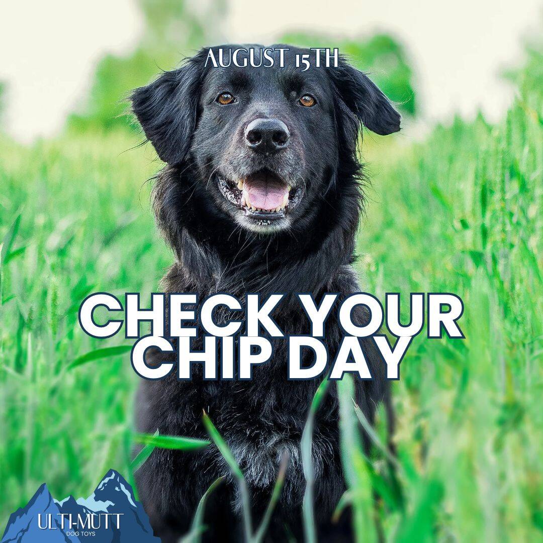 Keep Your Pet Safe: The Importance of Regular Microchip Scans - Ulti-Mutt Toys