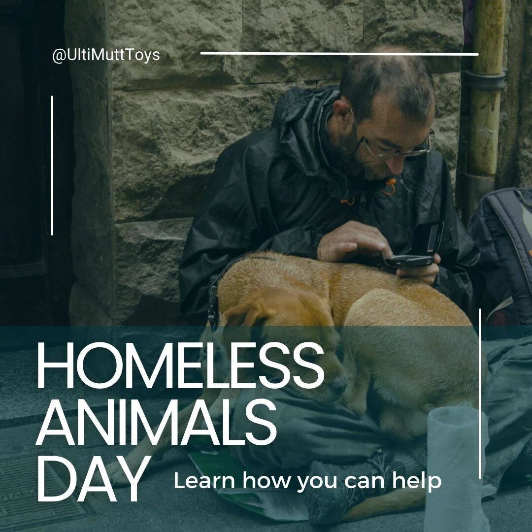 Make a Difference: How You Can Help Homeless Animals - Ulti-Mutt Toys