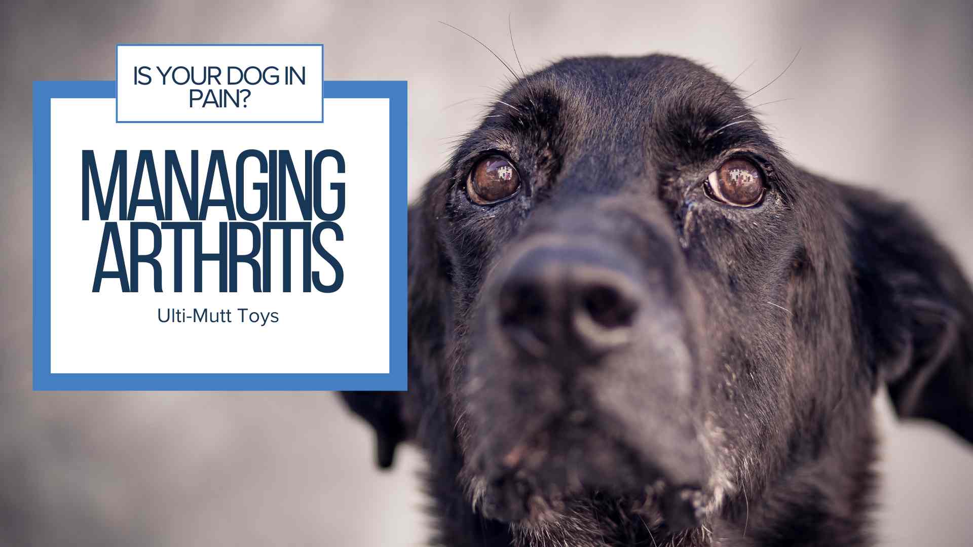 Managing Arthritis in Dogs: A Guide for Pet Owners - Ulti-Mutt Toys