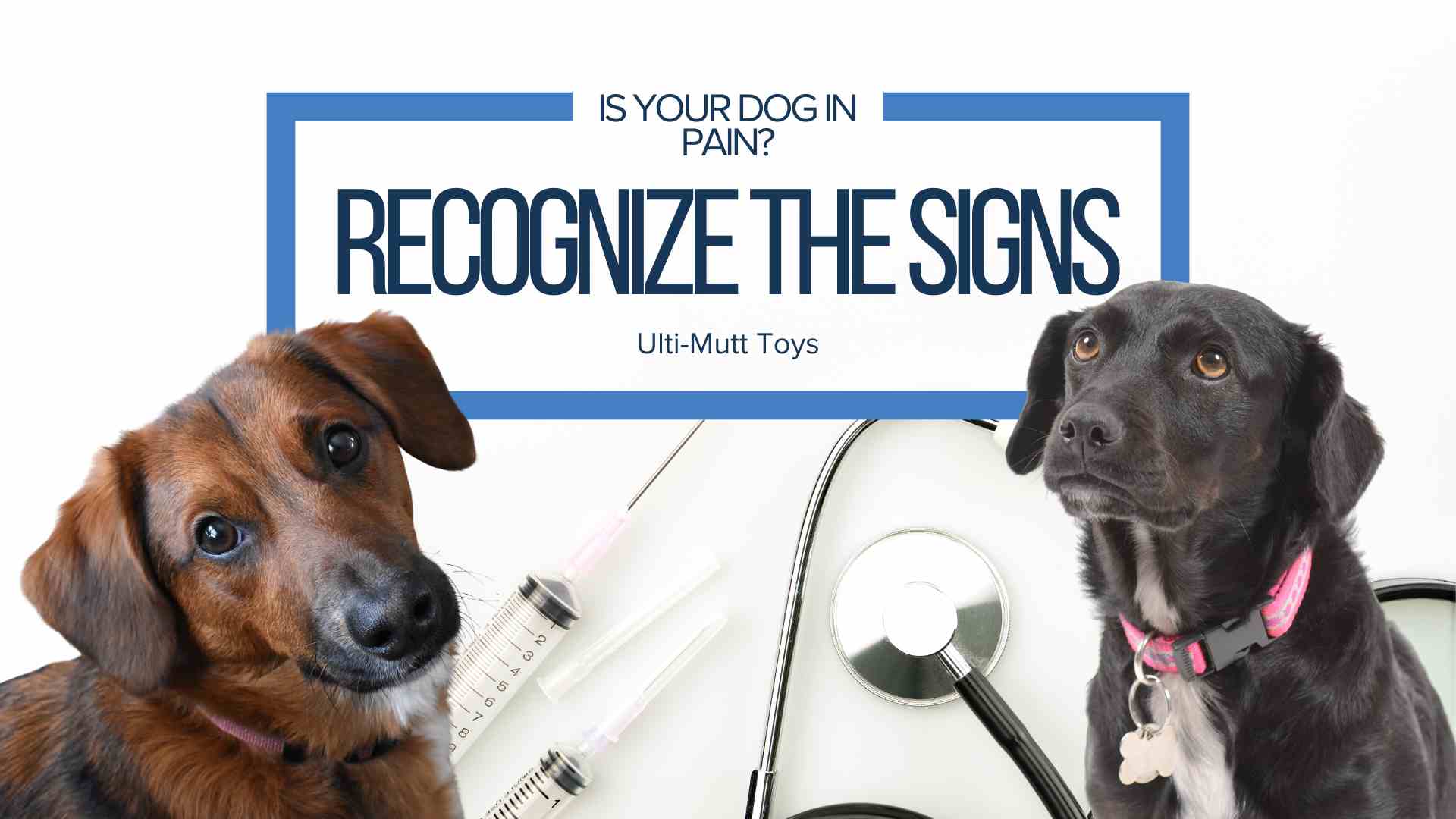 Recognizing the Signs of Pain in Your Pet: A Guide for Concerned Owners - Ulti-Mutt Toys