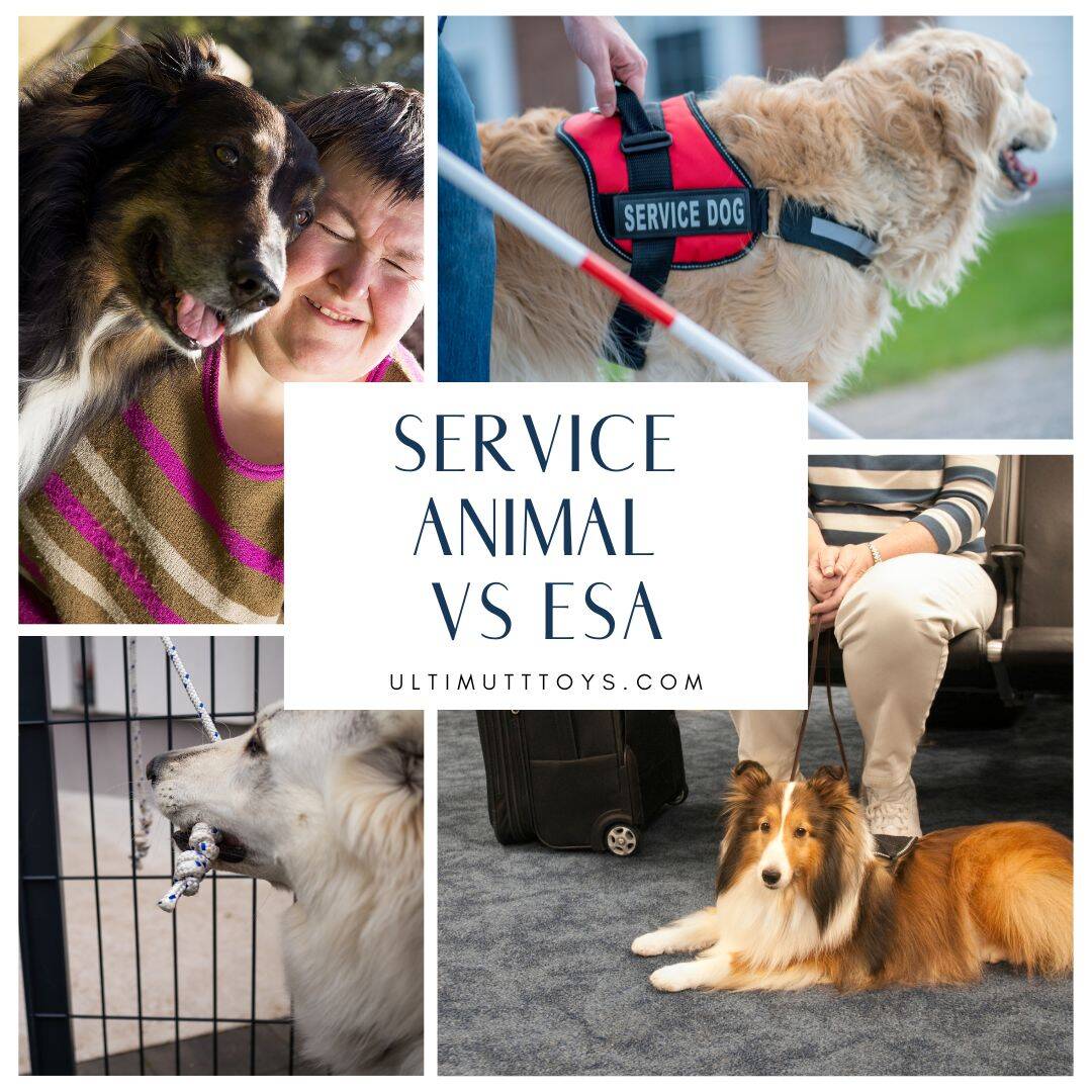 Service Dogs vs. Emotional Support Animals: What's the Difference? - Ulti-Mutt Toys