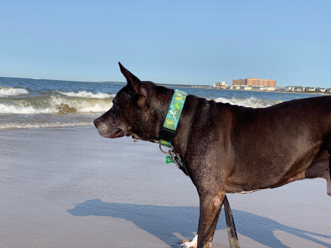 Things I'd Never Do With My Dog At The Beach - Ulti-Mutt Toys