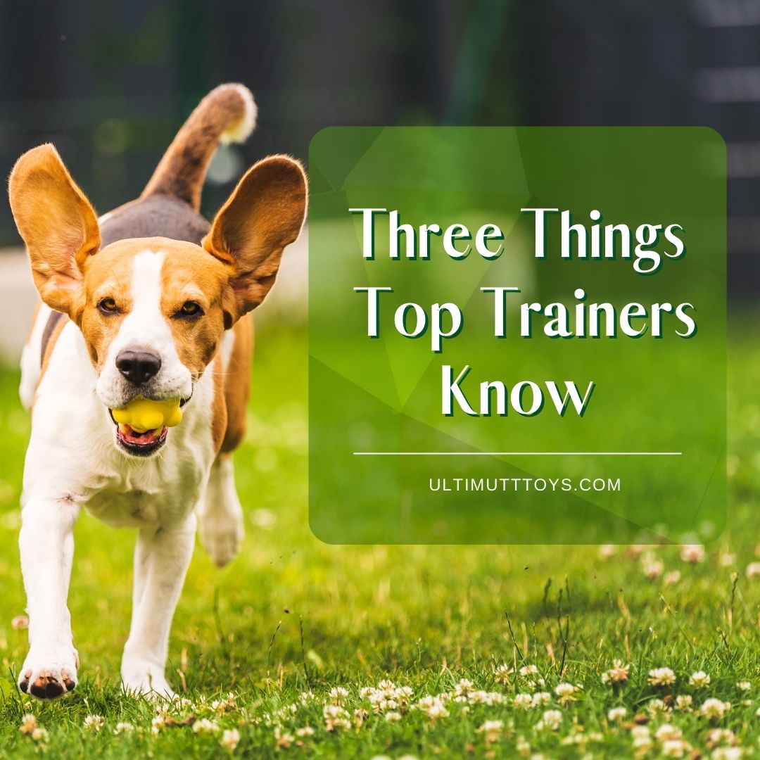 Top 3 Things Trainers Know That You Don't - Ulti-Mutt Toys