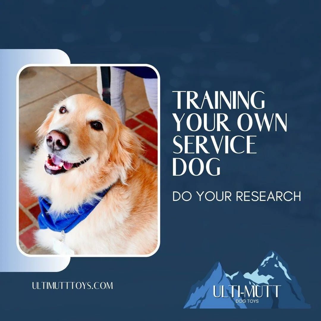 Training Your Own Service Dog: A Daunting Yet Rewarding Journey - Ulti-Mutt Toys