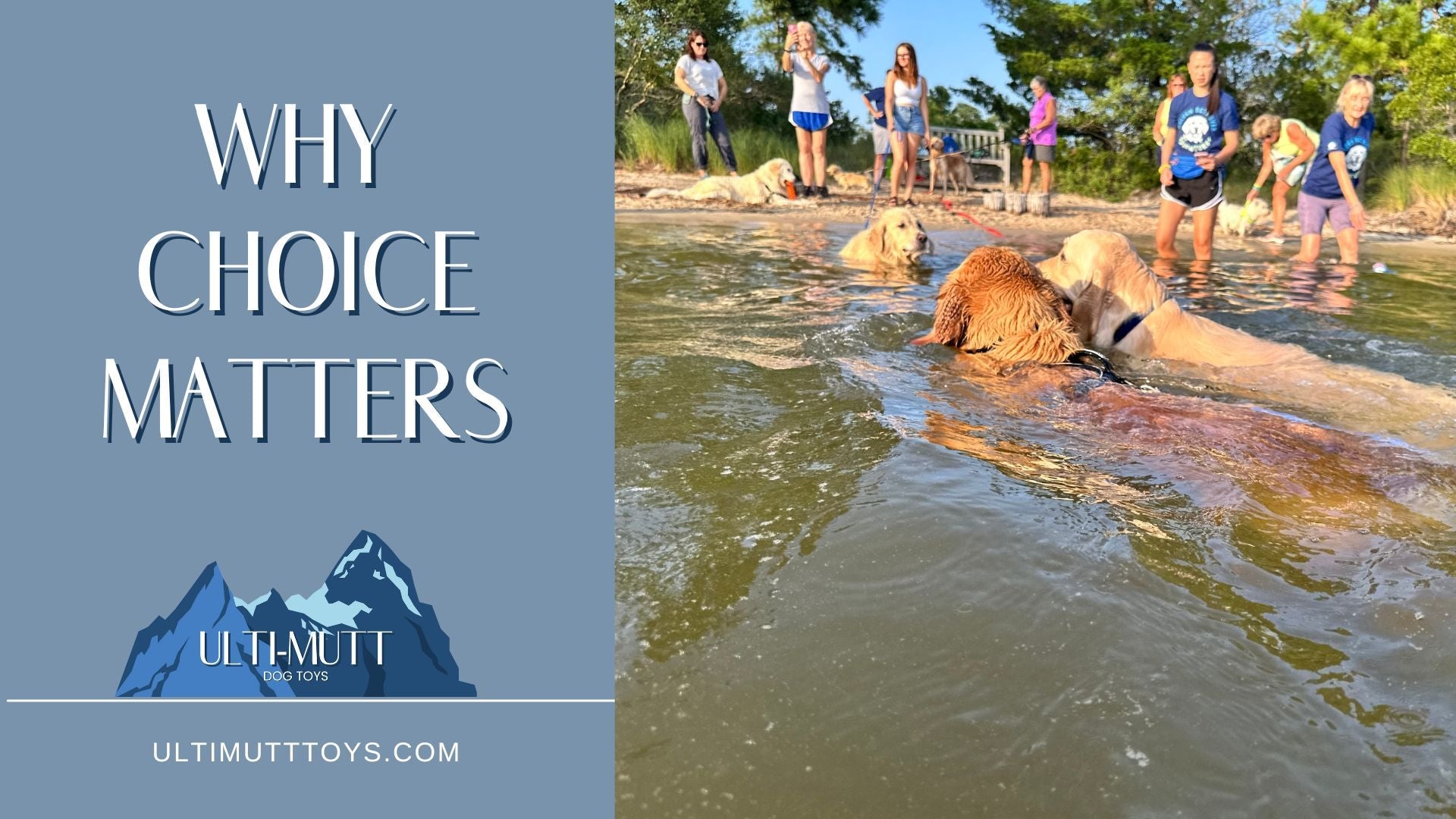 Unleashing Potential: Why Choice and Agency Matter in Dog Training - Ulti-Mutt Toys