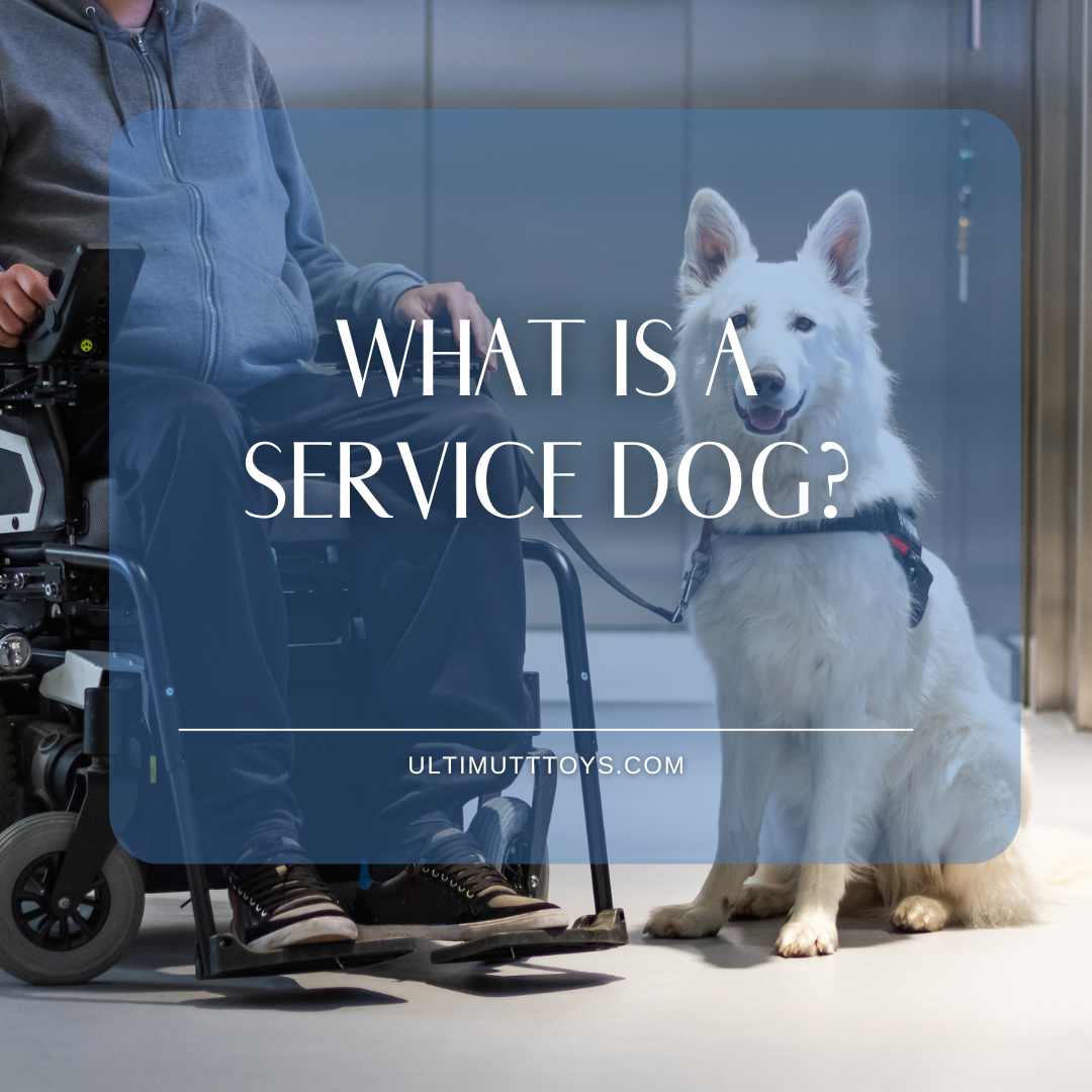 What is a service dog? Setting the record straight - Ulti-Mutt Toys