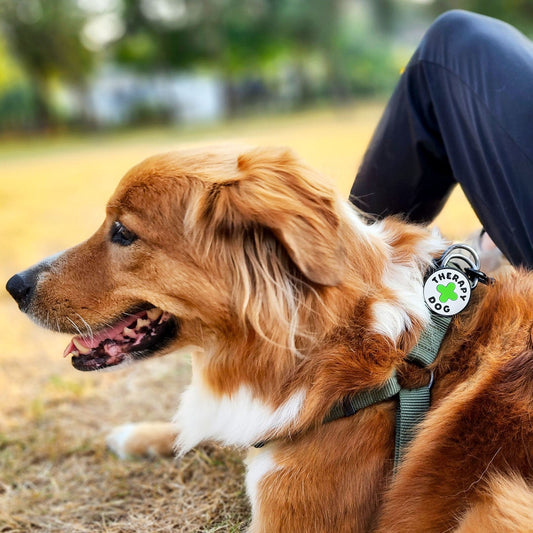 Therapy Dog Jiby