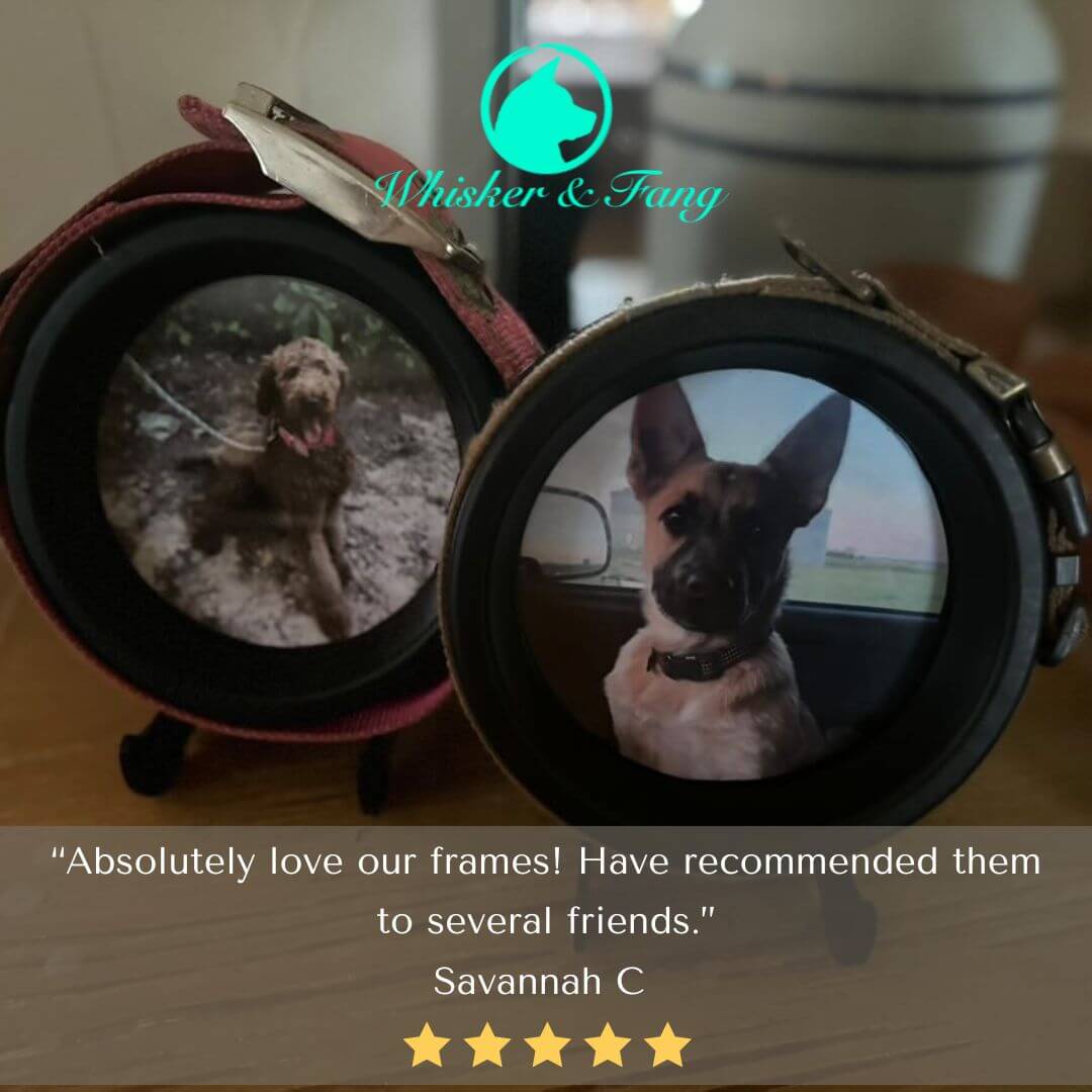 Large Dog Collar Frame and Stand Bundle | "The Labrador"