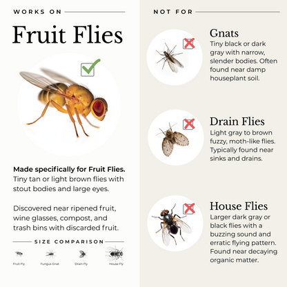 (2 Pack) Fruit Fly Trap for Home + Kitchen with Natural Essential Oils