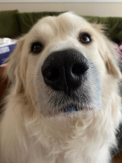 Blue Spirulina Powder (Organic)