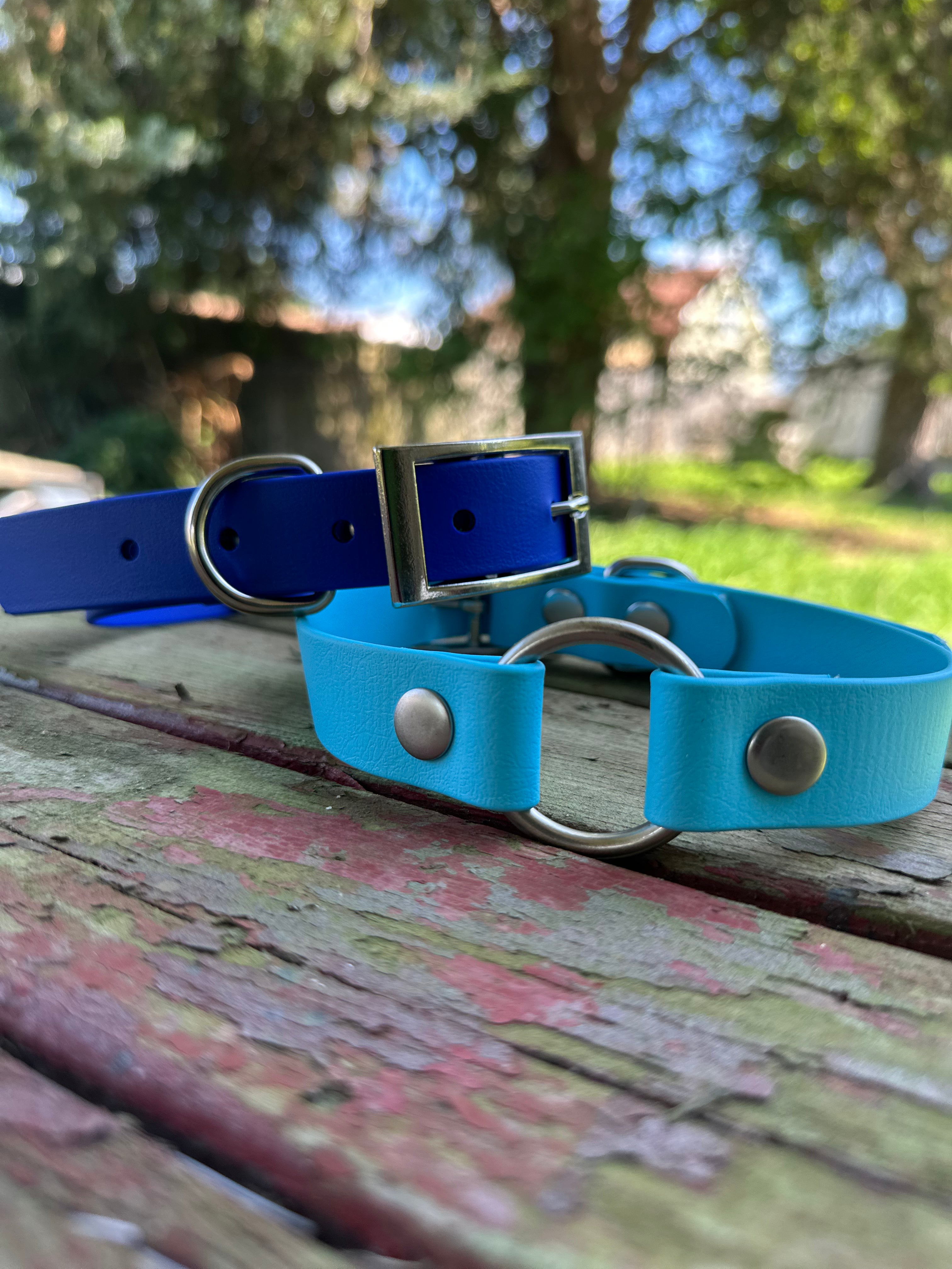 electric blue and nickel sport collar and sky blue and nickel hardware sport collar