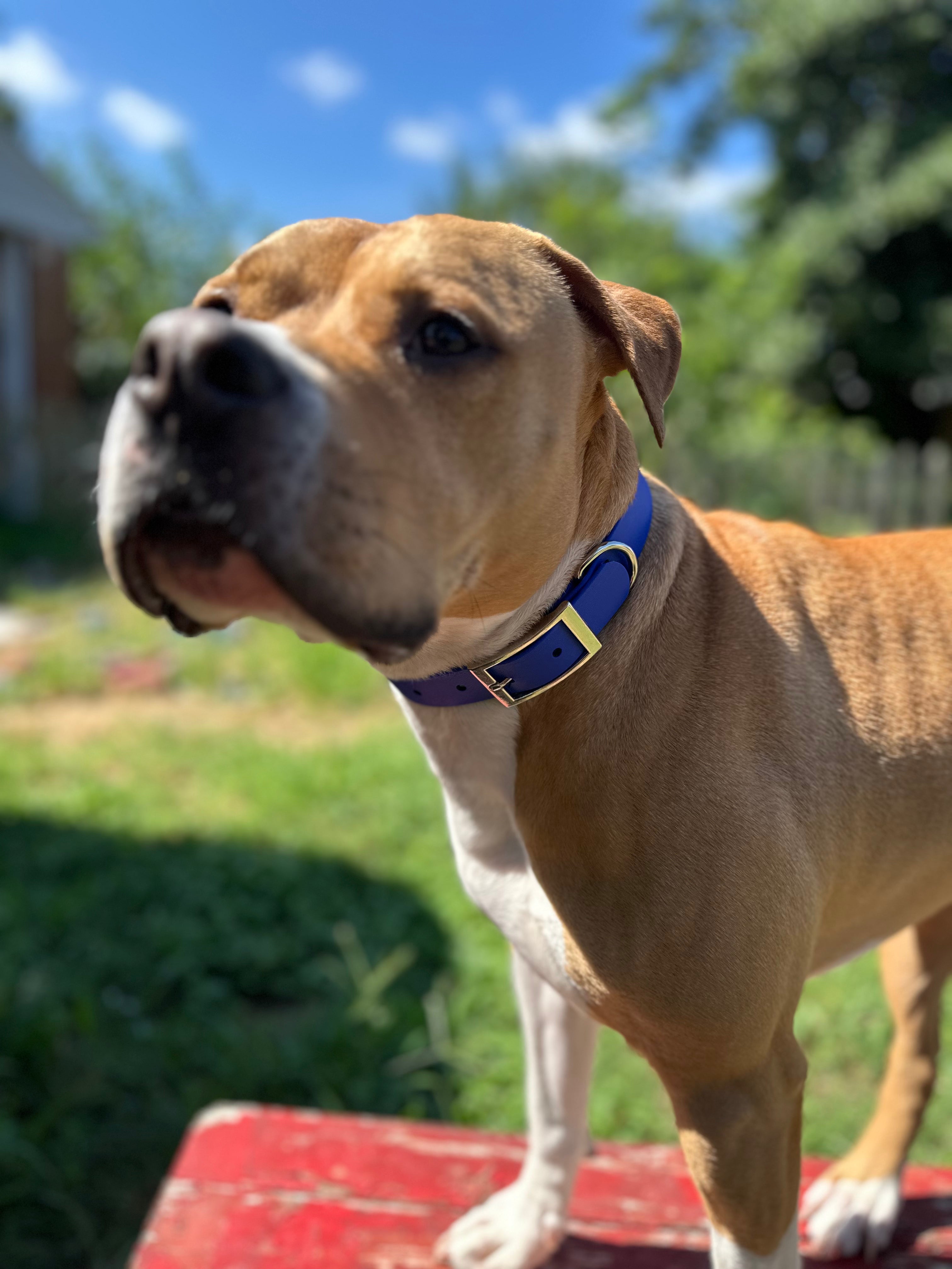 tan american bully standing on bench with a sport collar