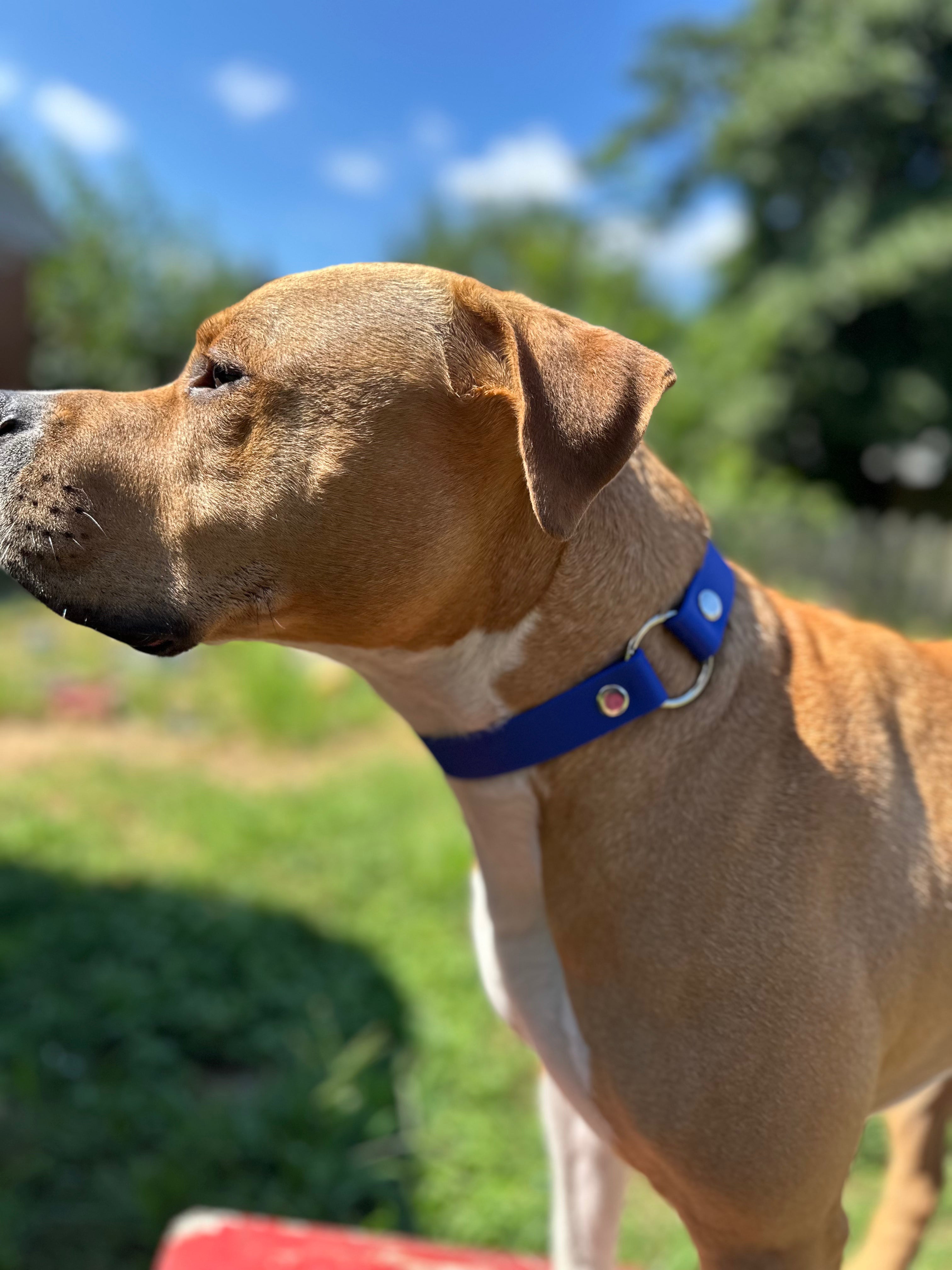 tan american bully with electric blue sport color with nickel hardware