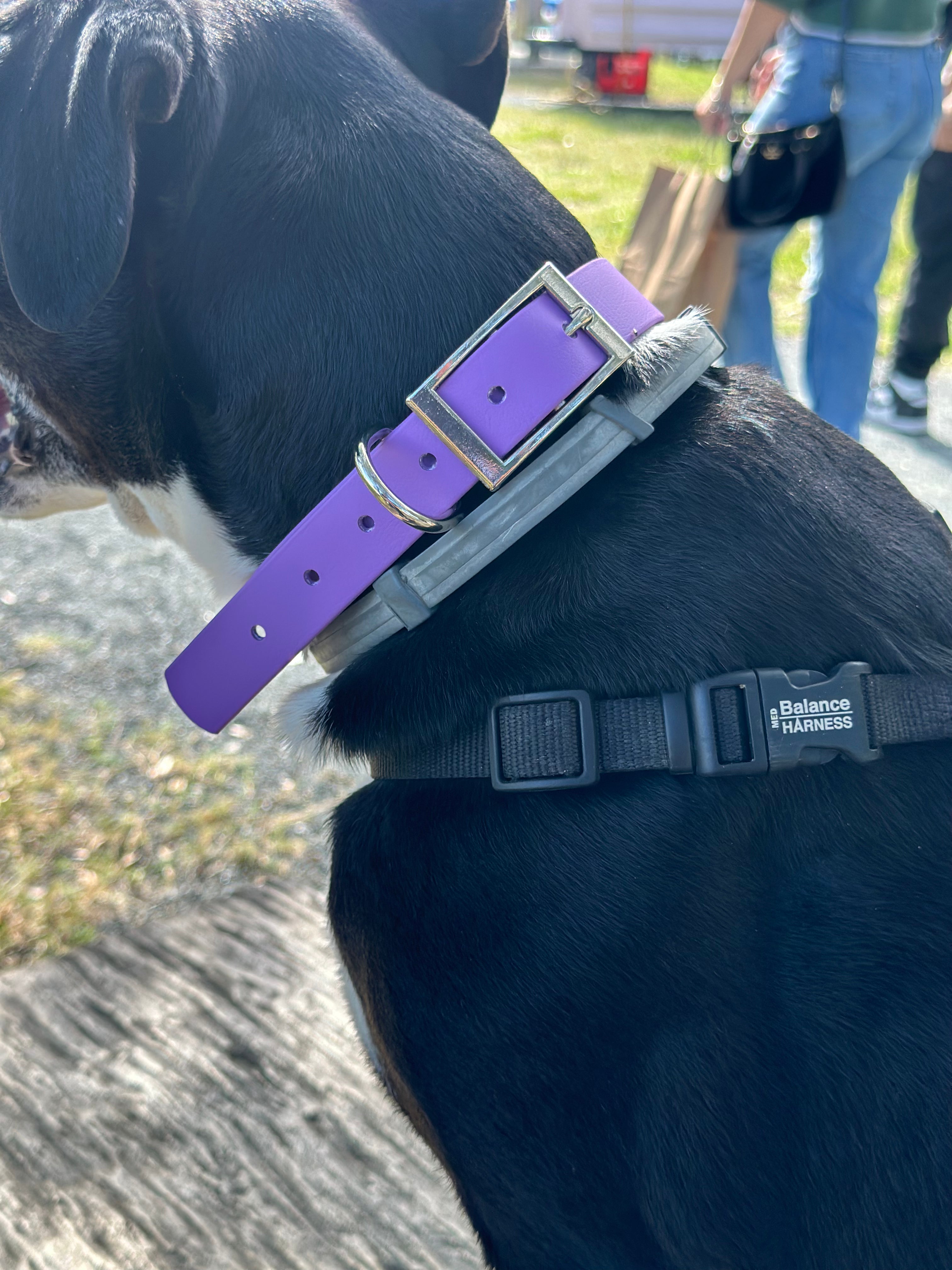Orchid biothane collar one inch