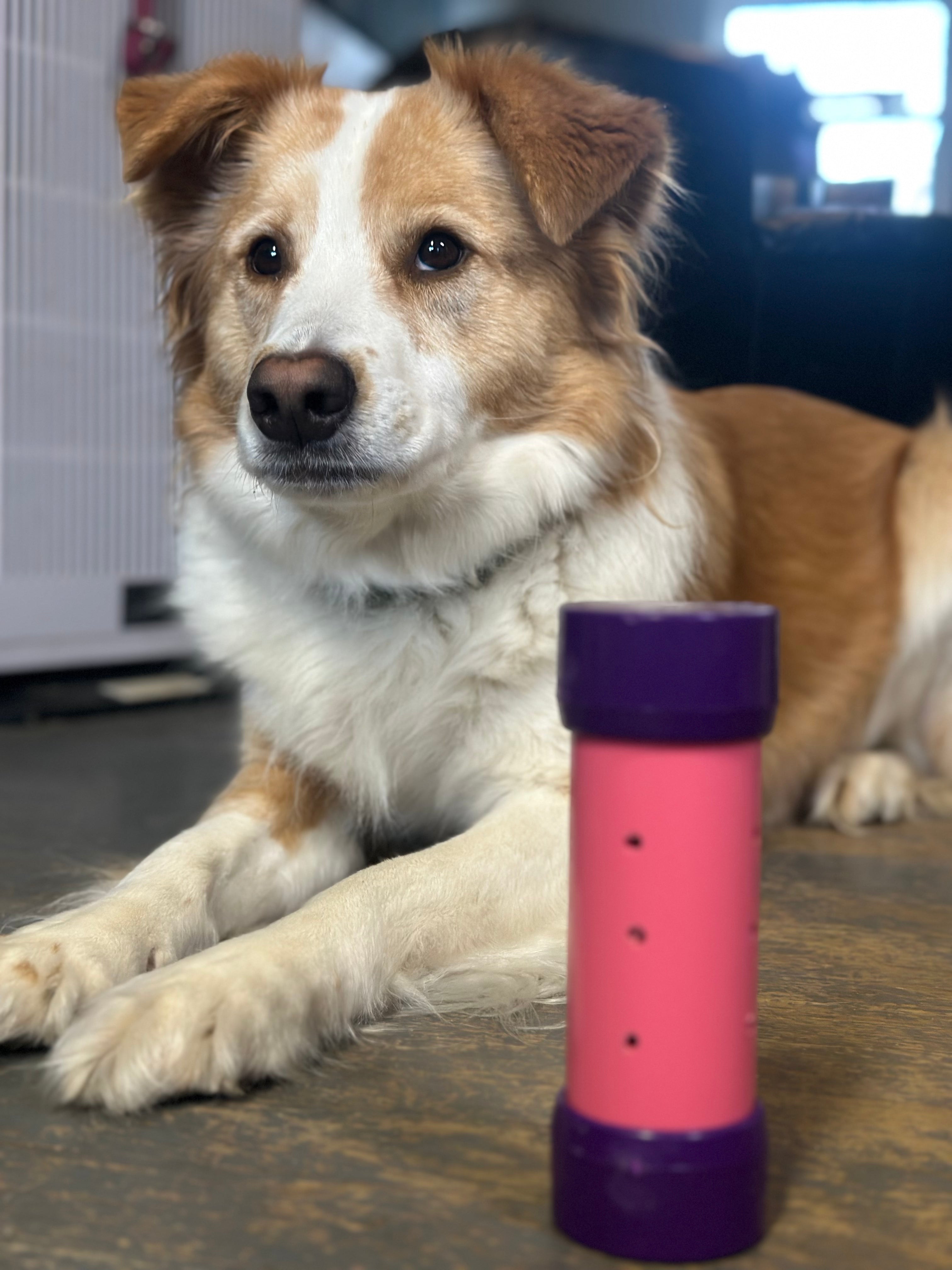 Dog with scent work tube