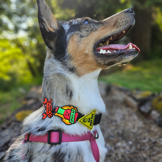 Spicy AF Dog Jiby