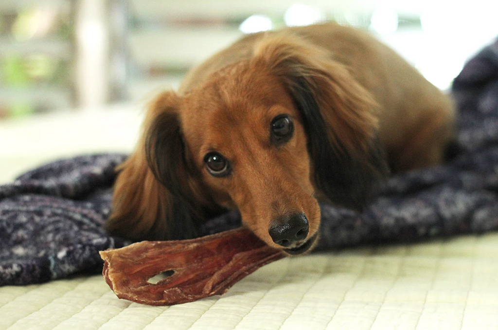 Tuesday's Natural Dog Company 6" Beef Gullet Strips