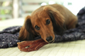Tuesday's Natural Dog Company 6" Beef Gullet Strips