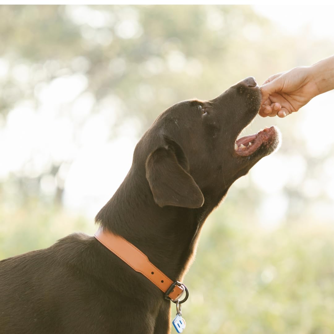 Quail Crunch Bites: Gourmet Dehydrated Dog Treats with Quail Meat & Shells | Premium Healthy Dog Treats for Training | Organic Ingredients for a Happy Palate