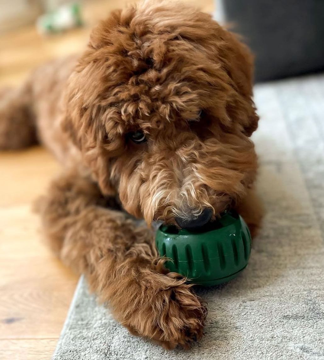 Pupsicle Tray