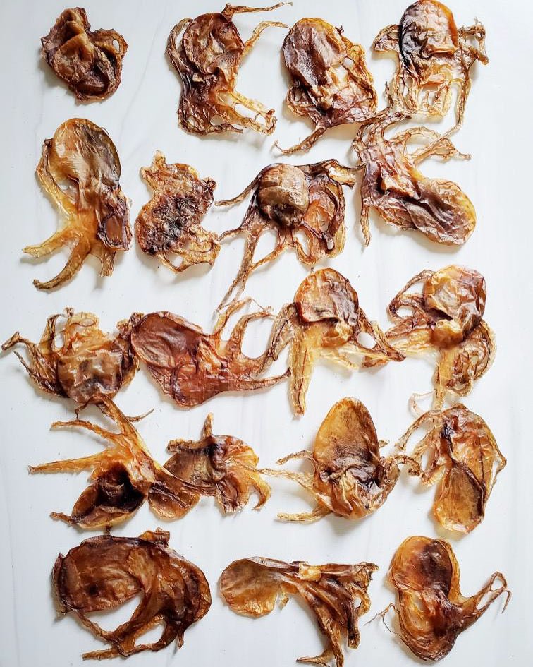 Baby Octopus (Wild Caught) - Ulti - Mutt Toys