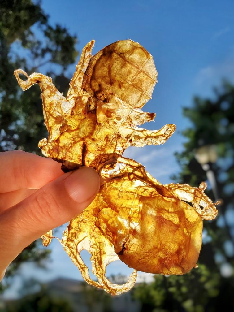 Baby Octopus (Wild Caught) - Ulti - Mutt Toys