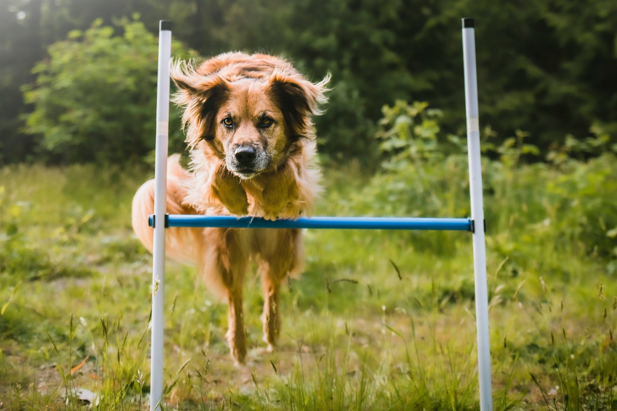 Basic Agility Equipment Set (3 Piece) - Ulti - Mutt Toys