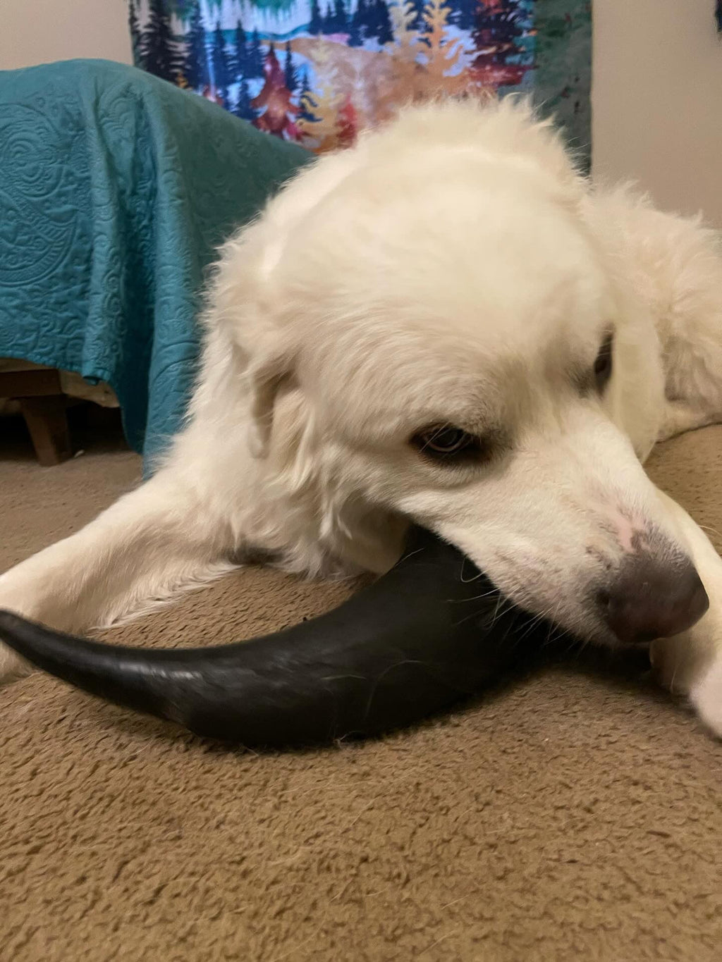 Bison Horn (Grass Fed & Finished) - Ulti - Mutt Toys
