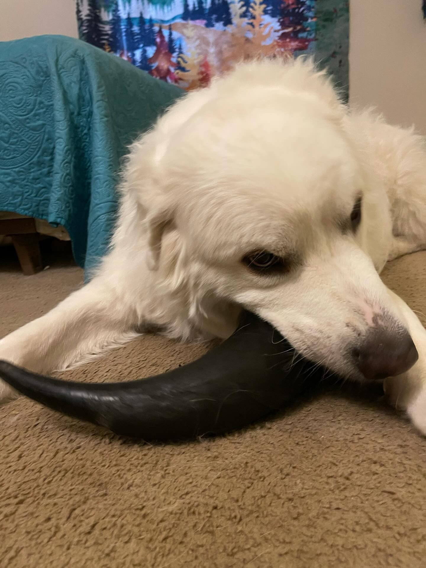 Bison Horn (Grass Fed & Finished) - Ulti - Mutt Toys