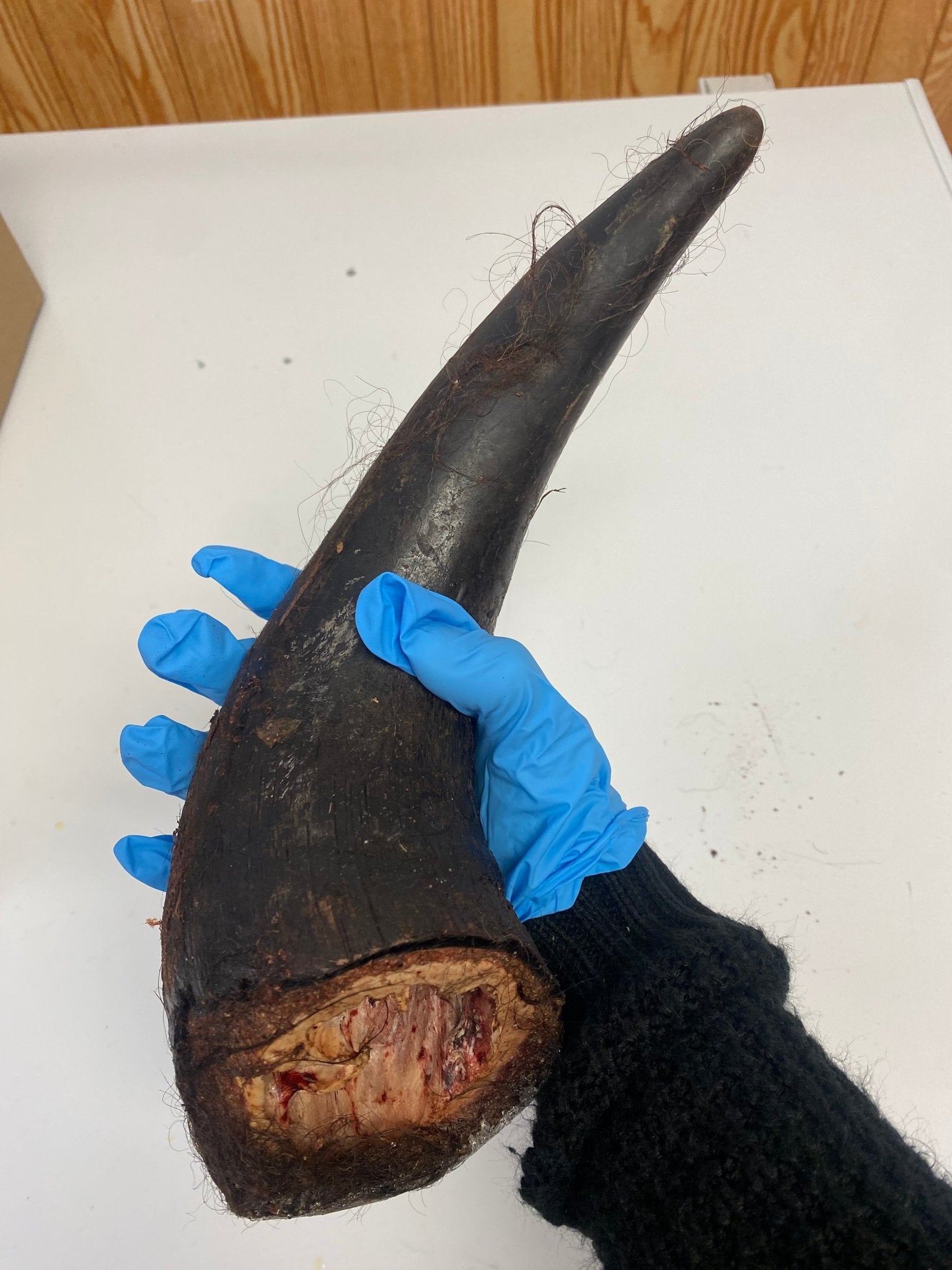 Bison Horn (Grass Fed & Finished) - Ulti - Mutt Toys