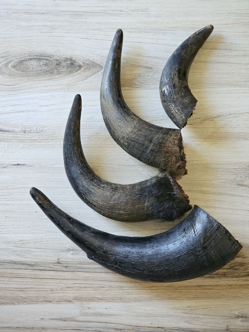 Bison Horn (Grass Fed & Finished) - Ulti - Mutt Toys